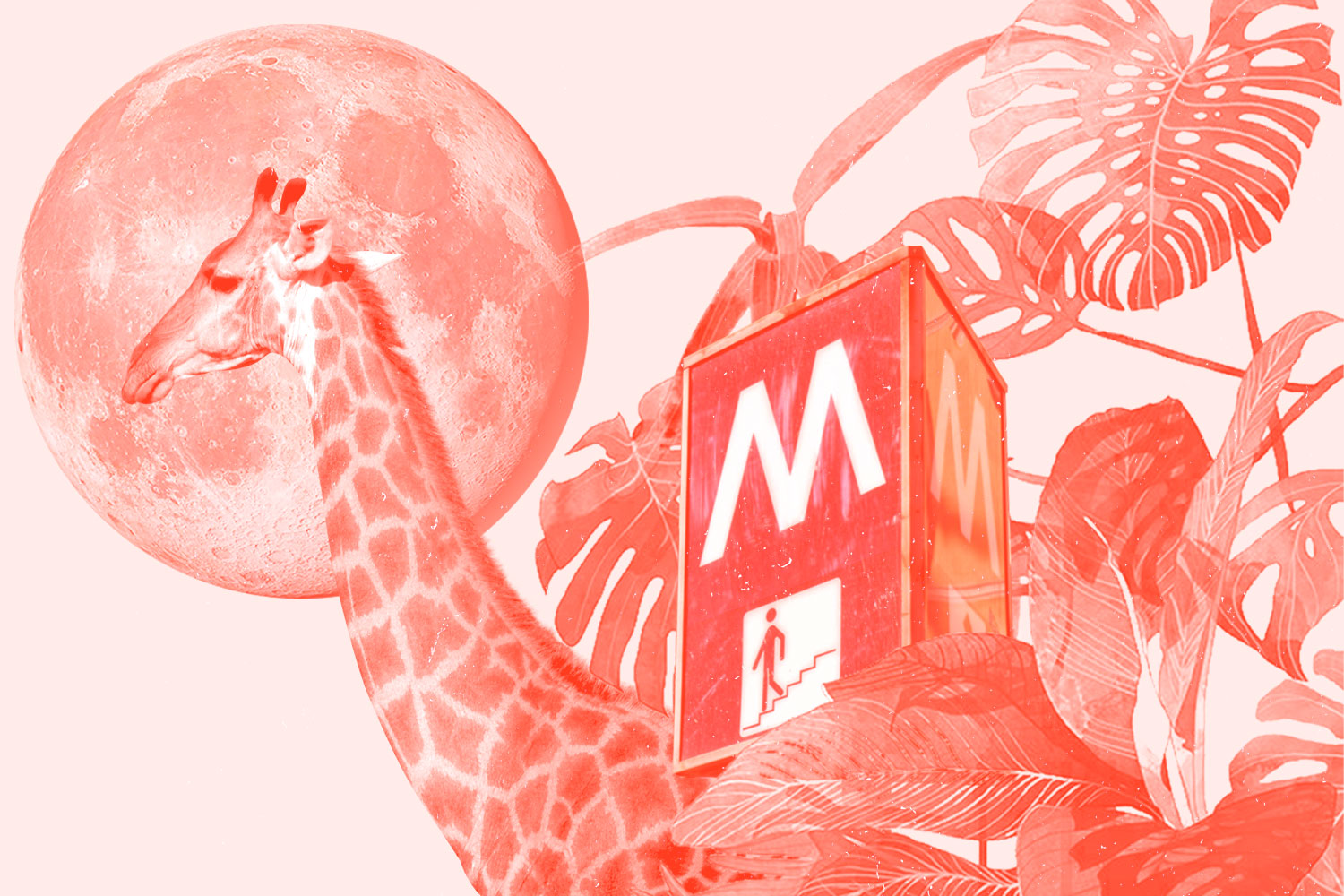 Giraffa con luna sullo sfondo e pianta Monstera Deliciosa filtro rosso